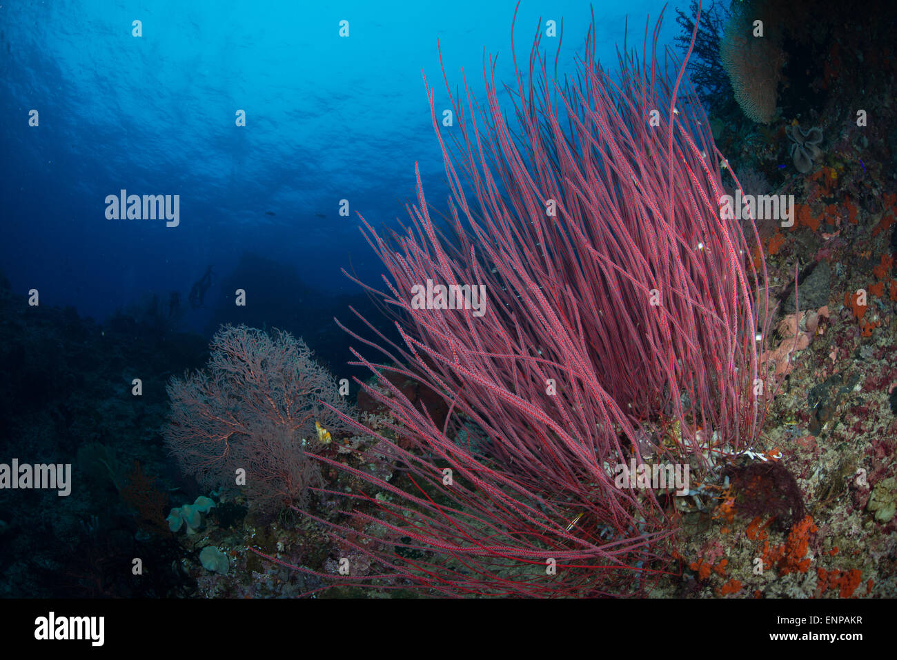 Unterwasser-Korallen-Szene mit bunten Korallen und kleine Fische vieler Arten genommen in Raja Ampat, Indonesien Stockfoto