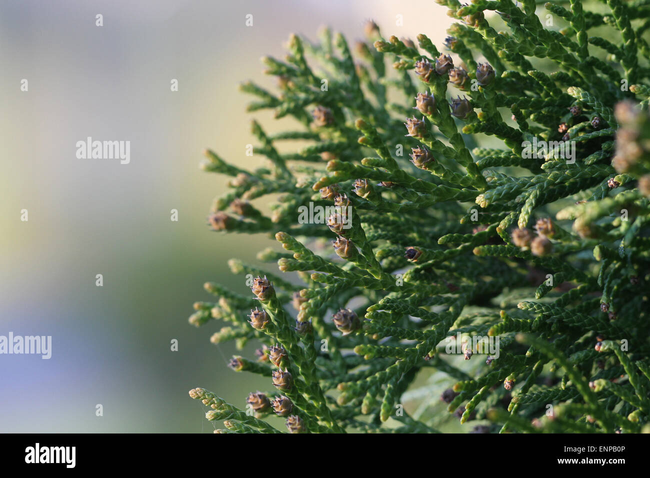 Schwoll an Knospen auf Thuja. Nahaufnahme von Thuja Zweig mit weichen  Hintergrund Stockfotografie - Alamy