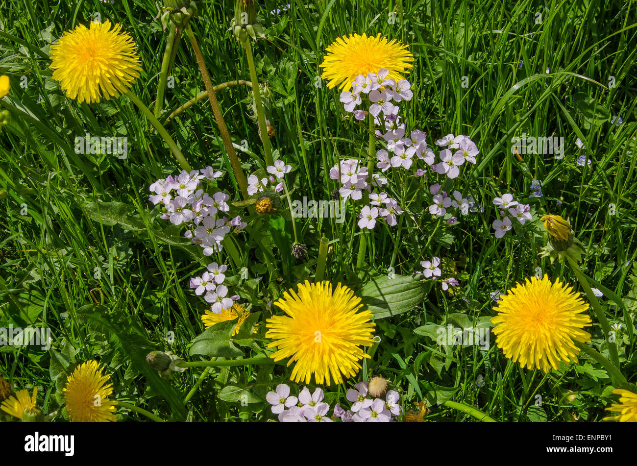 Löwenzahn-Wiese in den Bayerischen Alpen Stockfoto