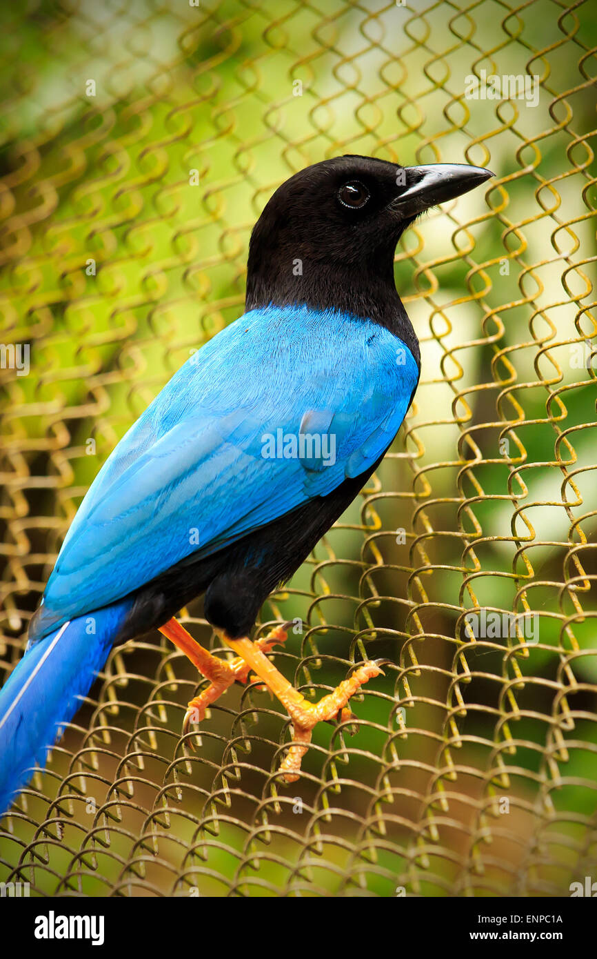 Türkis Yucatan Jay Vogel auf einem Drahtzaun Stockfoto