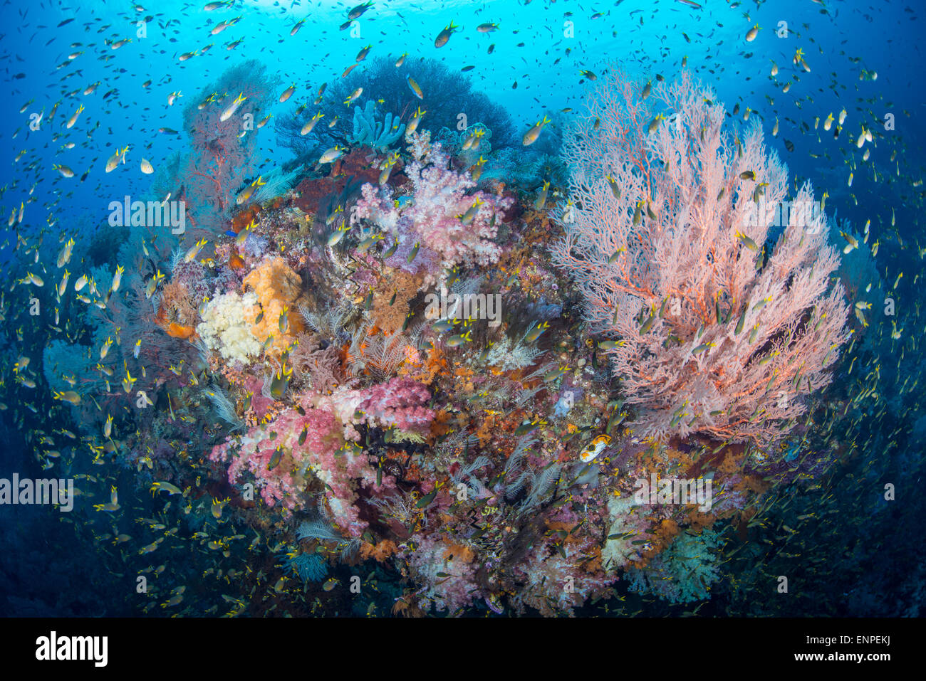 Raja Ampat Unterwasser Landschaft mit bunten Weichkorallen, klares Wasser und kleinen Korallenfischen Stockfoto