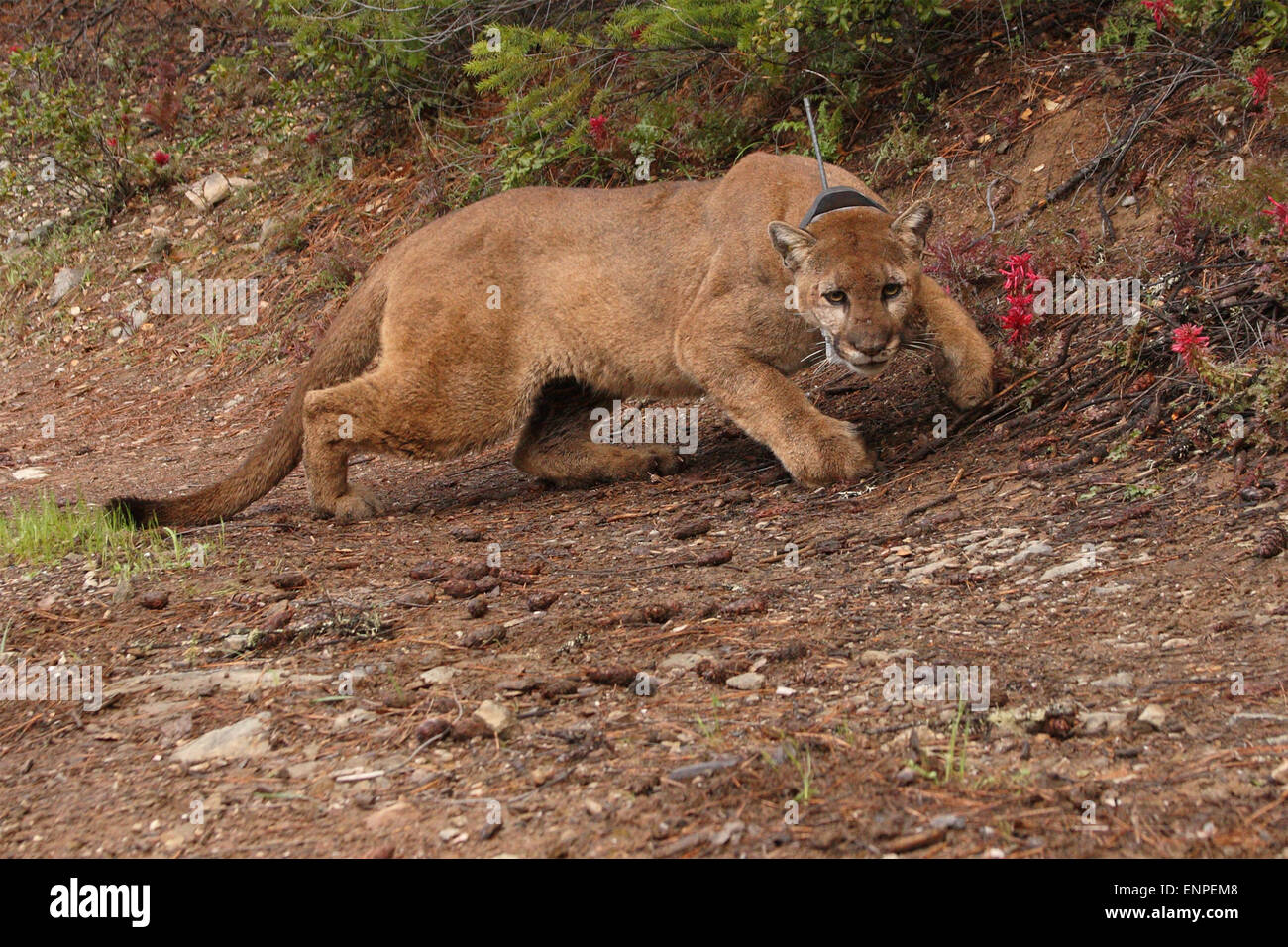 Ein Puma, auch bekannt als Berglöwe oder Puma, näher kommen. Stockfoto