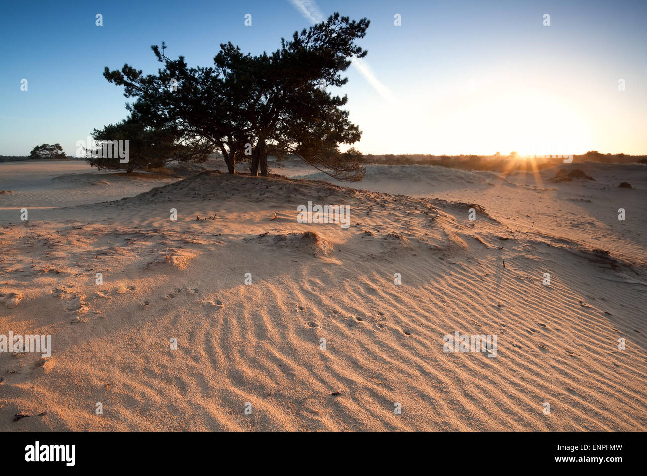 wunderschönen Sonnenaufgang auf Sanddünen mit Pone Baum, Drenthe, Niederlande Stockfoto