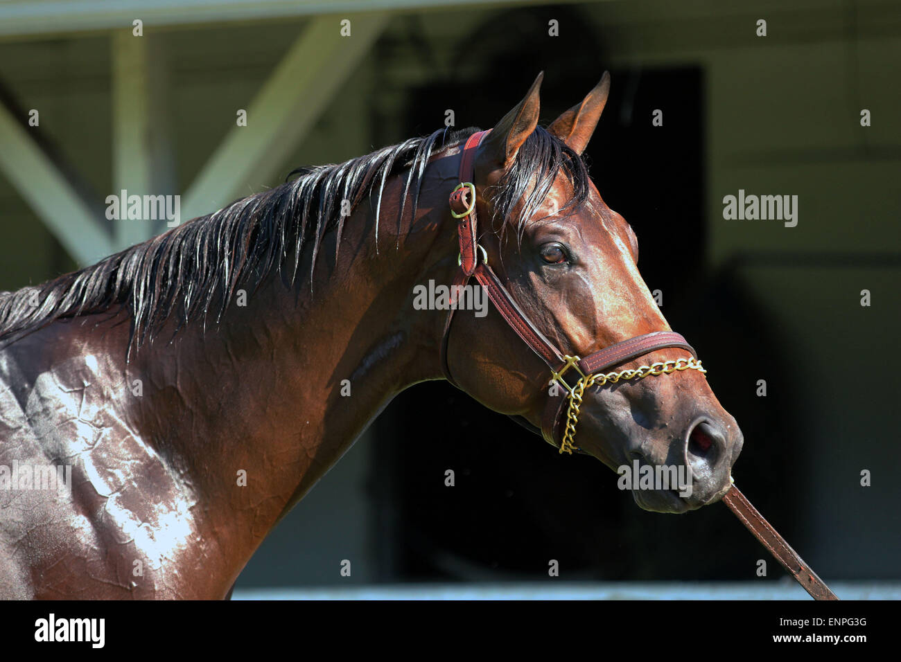 Louisville, KY, USA. 8. Mai 2015. 8. Mai 2015 Schusslinie zu galoppieren in Churchill Downs nach seinem zweiten Platz kehrte Ende 2015 Kentucky Derby. Er wurde von seinem Reiter Übung Humerto Gomez geritten. Er ist am 16. Mai in die Preakness Stakes in Pimlico gerichtet. Inhaber Arnold Zetcher, Trainer Simon Callaghan. Durch Davids x Schwester Mädchen Blues (halten Gold.) Bildnachweis: Mary M. Meek/ESW/CSM/Alamy Live-Nachrichten Stockfoto