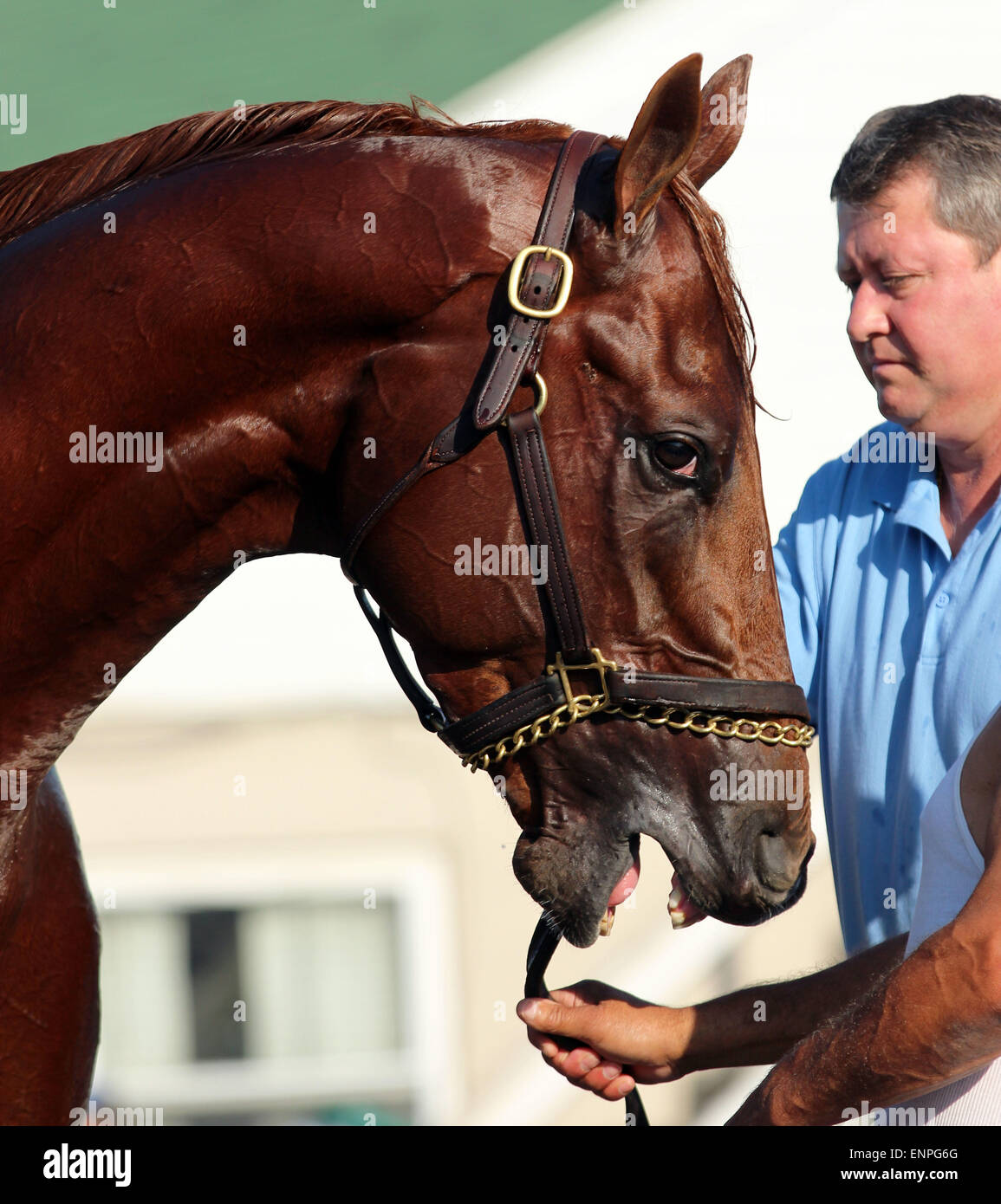 Louisville, KY, USA. 8. Mai 2015. 8. Mai 2015 Dortmund kehrte nach Galopp in Churchill Downs nach seinem dritten Platz beenden im Jahr 2015 Kentucky Derby. Er wurde von seiner Übung Reiterin Dana Barnes geritten. Er ist am 16. Mai in die Preakness Stakes in Pimlico gerichtet. Eigentümer Kaleem Shah, Trainer Bob Baffert. Durch große braune x unsere Josephina (Geschichte der Katze). Bildnachweis: Mary M. Meek/ESW/CSM/Alamy Live-Nachrichten Stockfoto