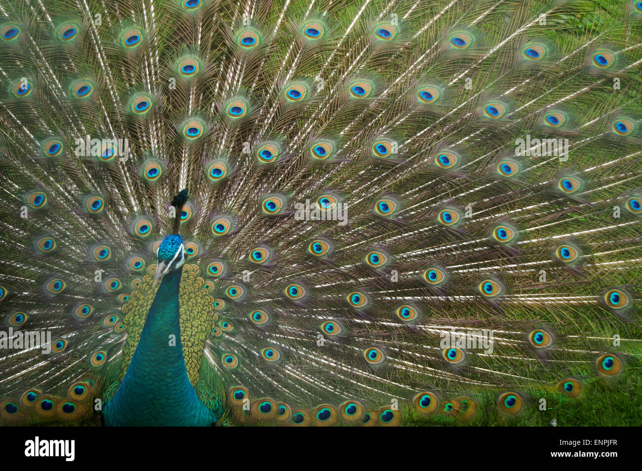 Männliche Peacock anzeigen aufgefächert Schwanz Stockfoto