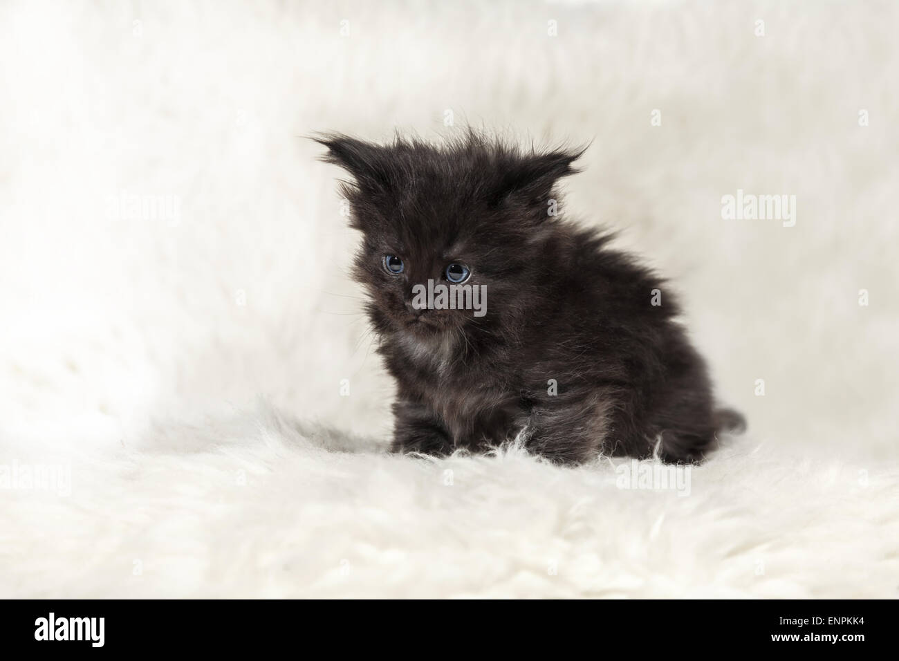Kleine Schwarze Maine Coon Katze Mit Blauen Augen Posiert