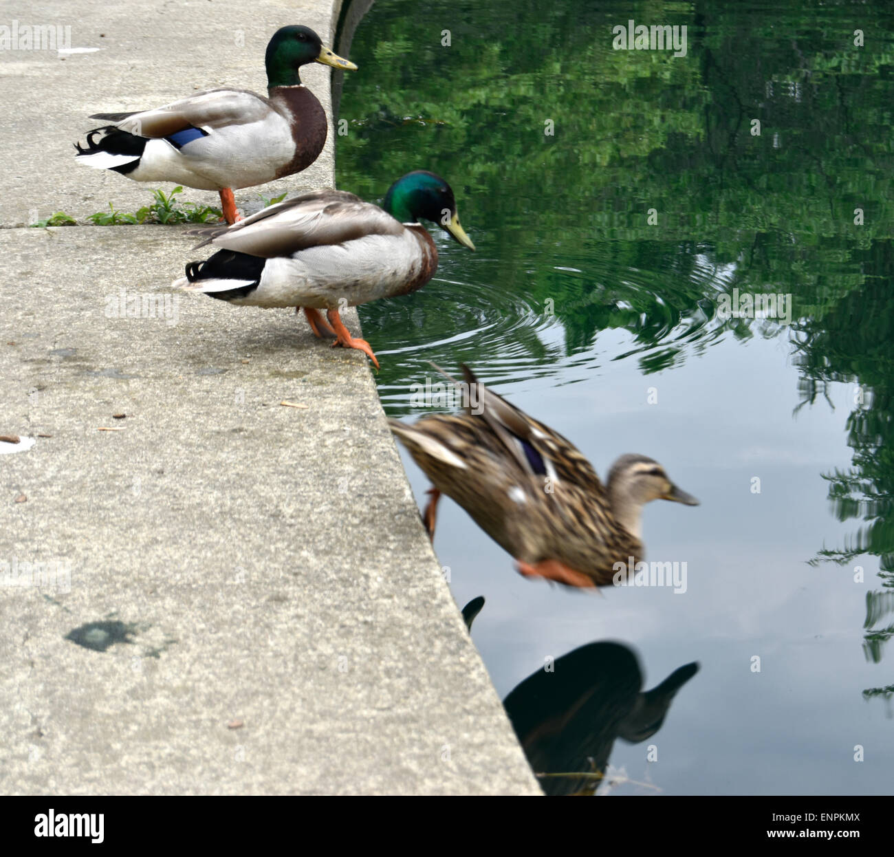 Enten im wasser stehen Fotos und Bildmaterial in hoher Auflösung Alamy