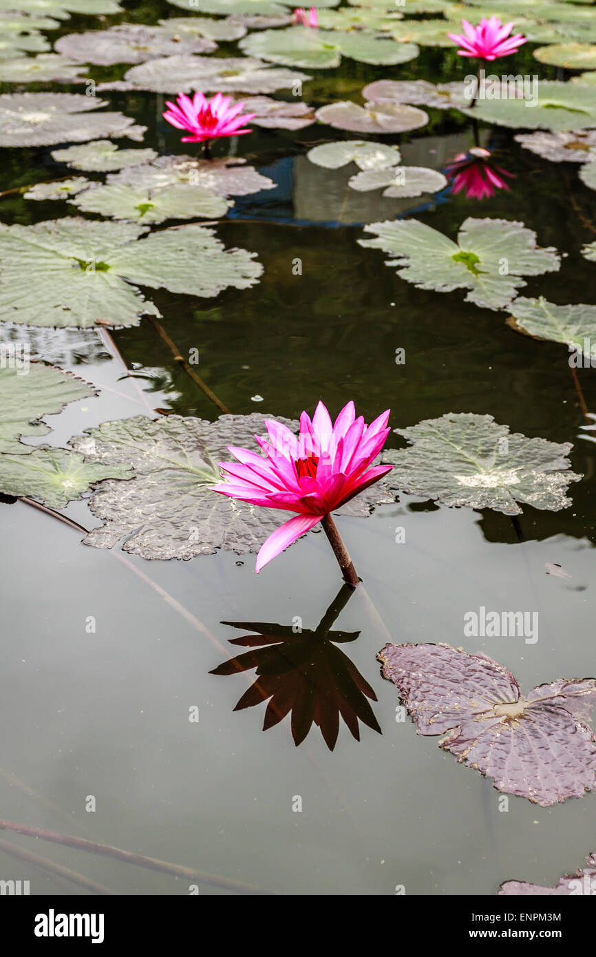 Lily Wasser im Teich in der Nähe von Hanoi, Vietnam Stockfoto