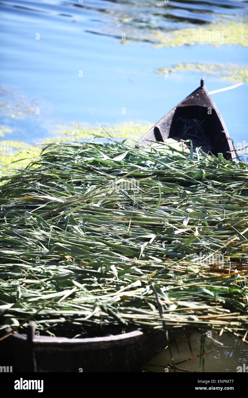 Farbfoto von einigen Reed in einem Holzboot. Stockfoto