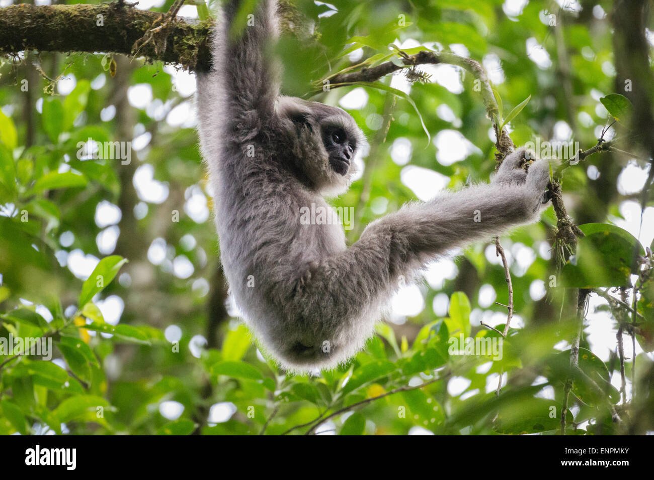 Ein javischer Gibbon (Hylobates moloch, silvery gibbon) im Gunung Halimun Salak National Park in West Java, Indonesien. Stockfoto