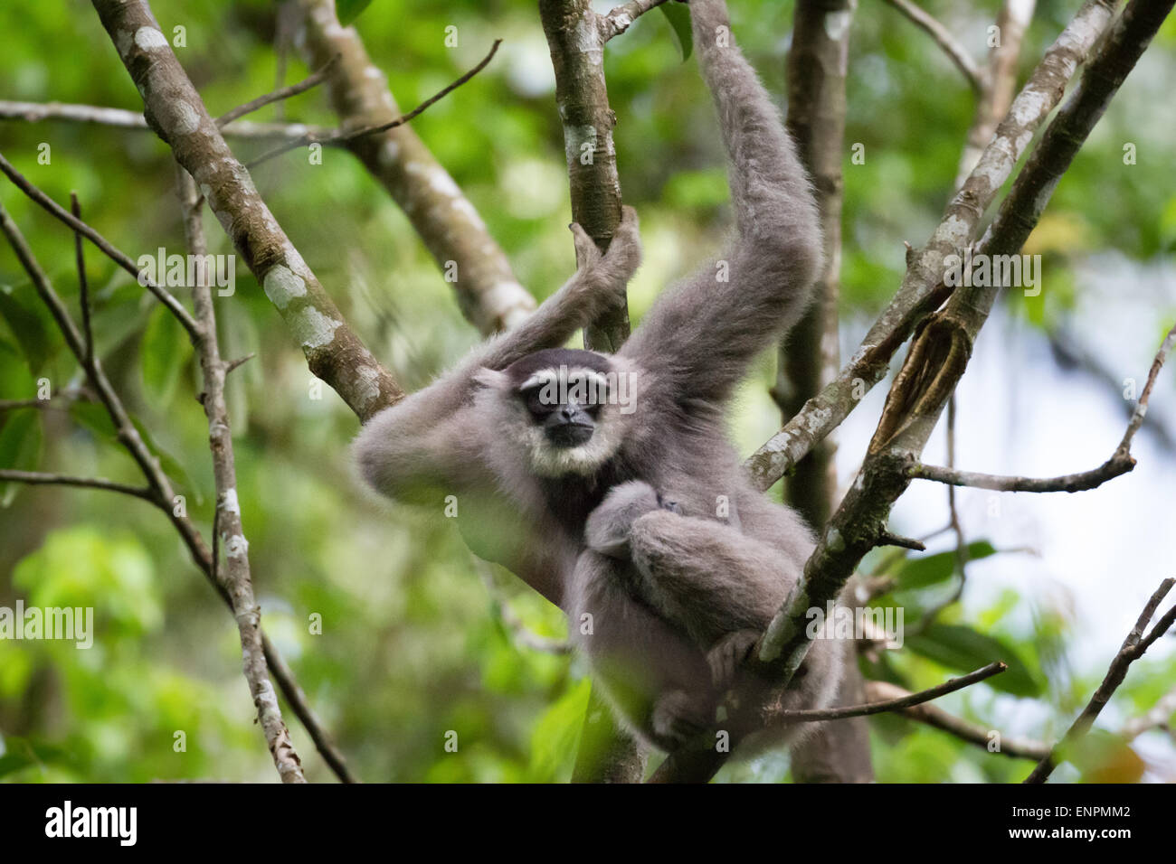 Eine weibliche Einzelperson des Javanischen Gibbons (Hylobates moloch, silbrig Gibbon), die ein Kleinkind trägt, während sie im Gunung Halimun Salak National Park auf Nahrungssuche ist. Stockfoto