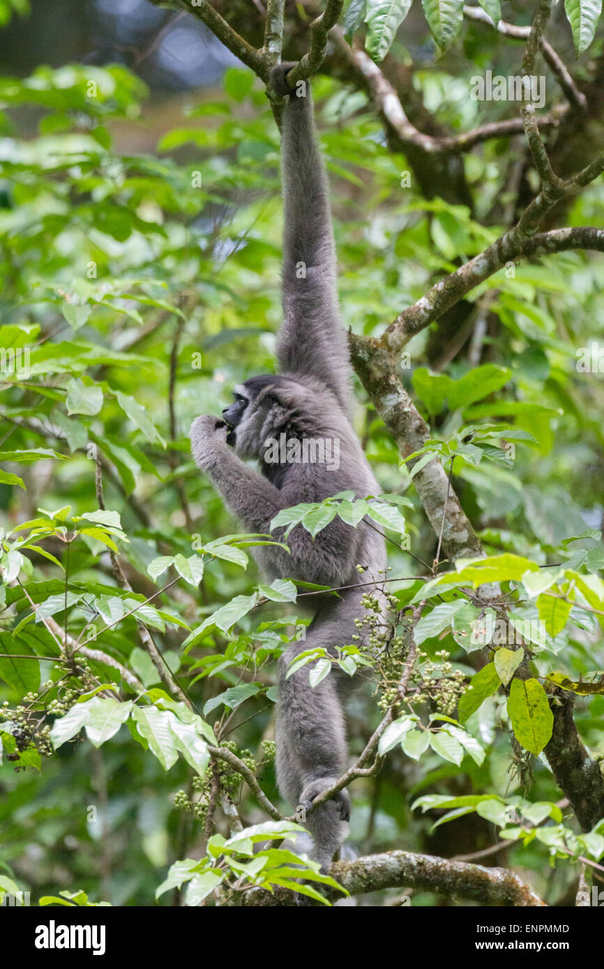 Ein javischer Gibbon (Hylobates moloch, silbrig gibbon), der im Gunung Halimun Salak National Park in West Java, Indonesien, auf Nahrungssuche ist. Stockfoto