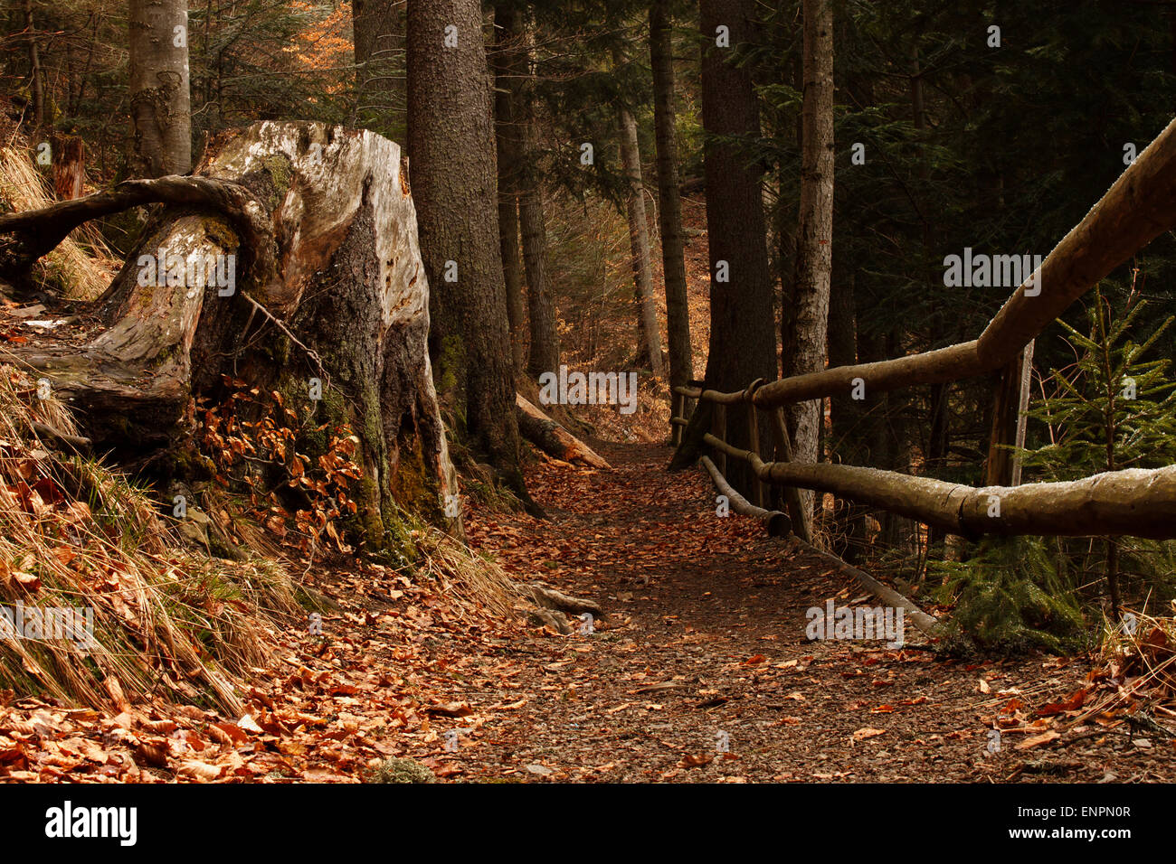Straße mit Zaun im Wald in Bergen Stockfoto