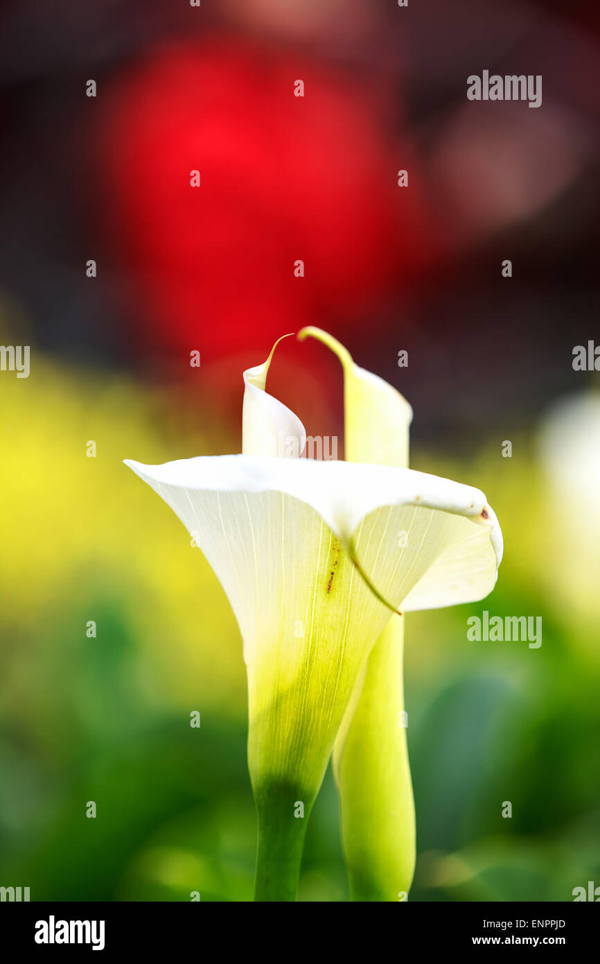 Bouquet von bunten Calla Lilien. Florale Muster. Close-up. Zusammenfassung Hintergrund Stockfoto