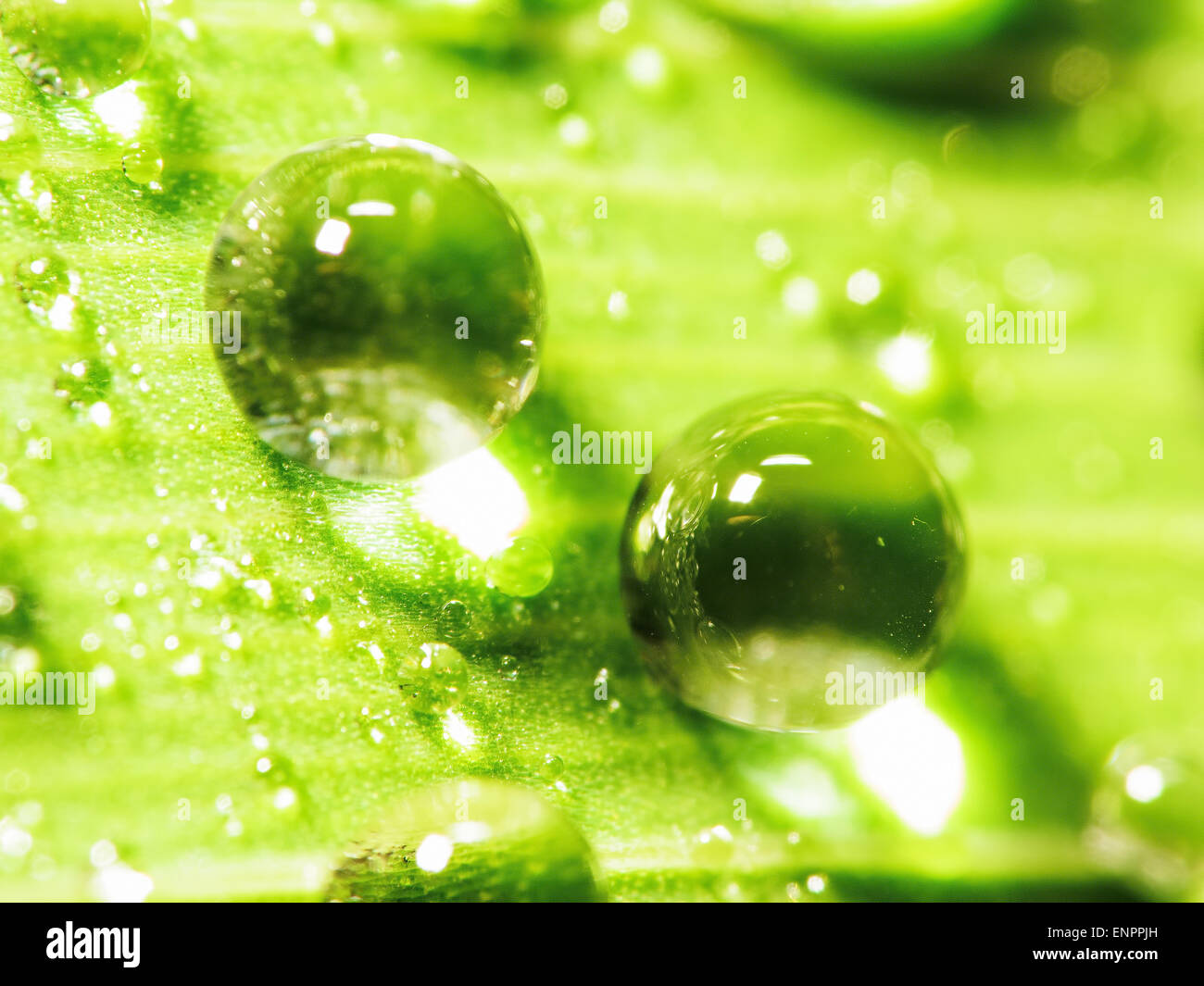 Closeup Tropfen Wasser auf die Blätter nach Regen für Adv oder anderen Zweck Verwendung Stockfoto