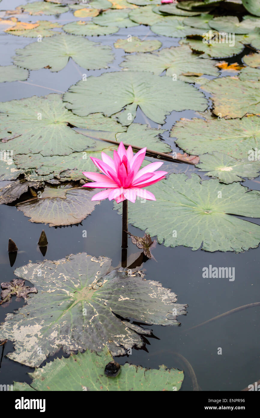 Lily Wasser im Teich in der Nähe von Hanoi, Vietnam Stockfoto