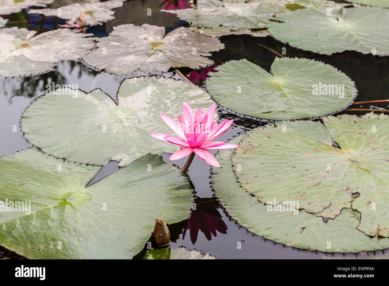 Lily Wasser im Teich in der Nähe von Hanoi, Vietnam Stockfoto