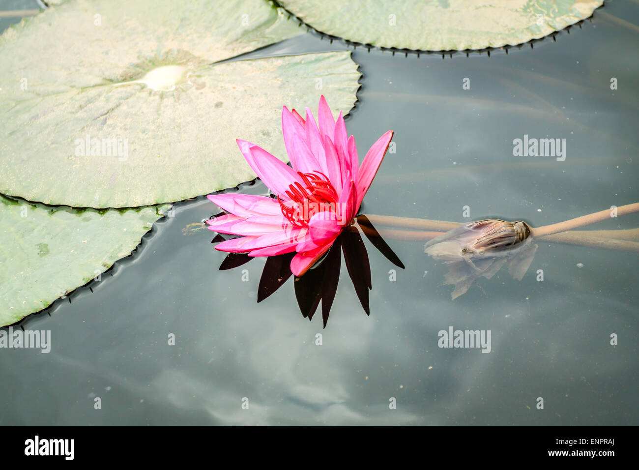 Lily Wasser im Teich in der Nähe von Hanoi, Vietnam Stockfoto