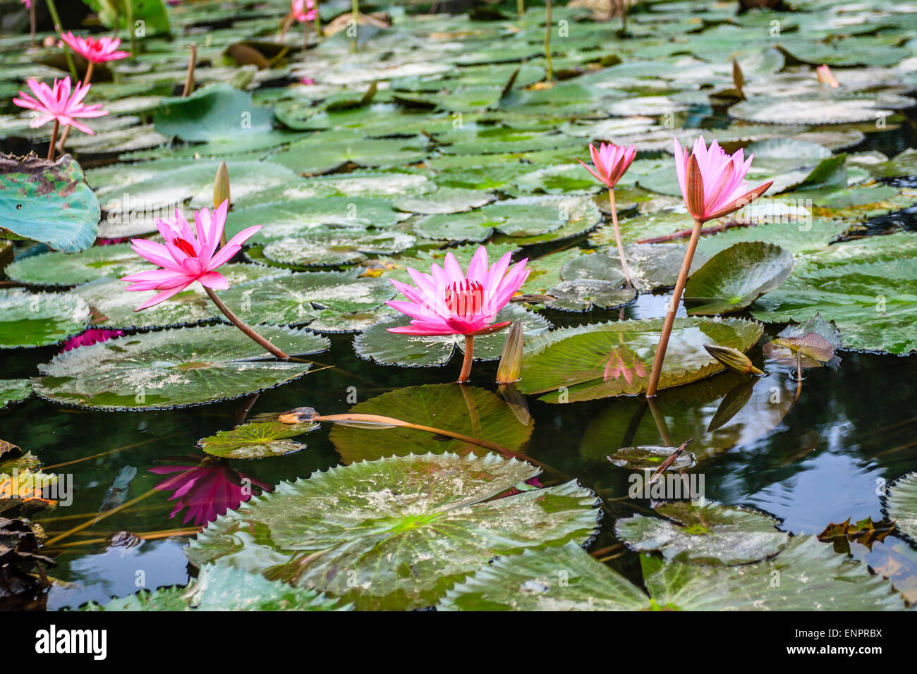 Lily Wasser im Teich in der Nähe von Hanoi, Vietnam Stockfoto