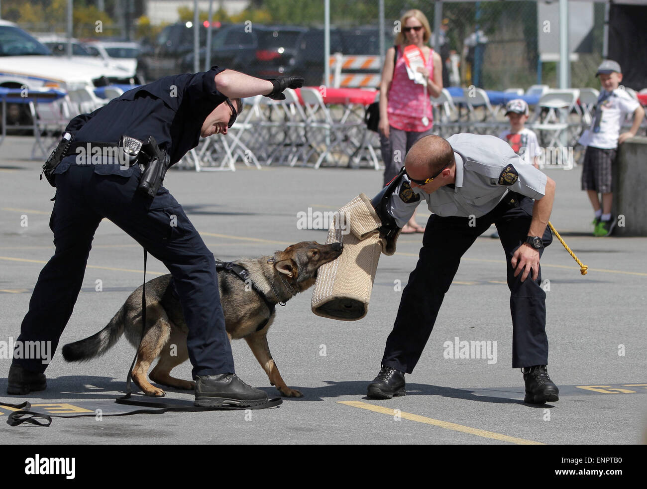 Surrey, Kanada. 9. Mai 2015. Polizisten zeigen ein Hundetraining während einem Tag der offenen Tür Veranstaltung in Surrey, Kanada, 9. Mai 2015. Die Surrey Polizei am Samstag Veranstaltung Tag der offenen Tür für die nationale Polizei-Woche. Bildnachweis: Liang Sen/Xinhua/Alamy Live-Nachrichten Stockfoto