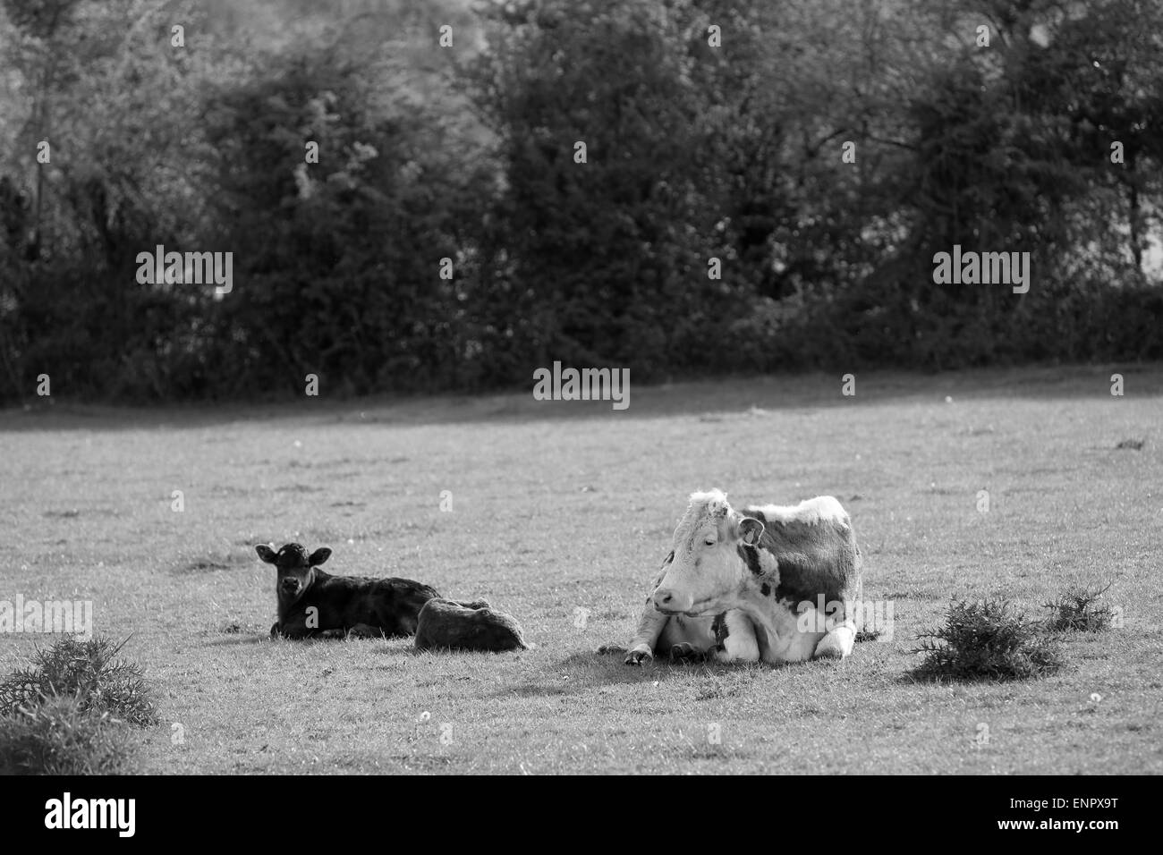 Bull mit zwei Kälber, Vater und seine Jungs. Stockfoto