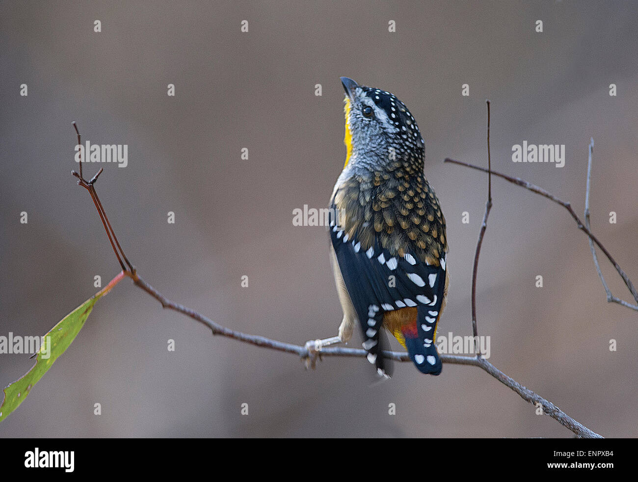 Gefleckte Tasmanpanthervogel Stockfoto