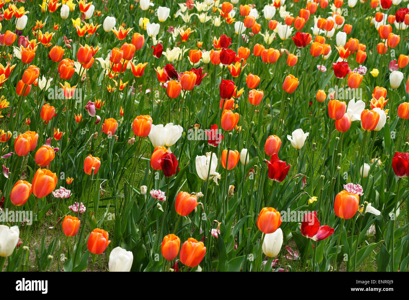 Bunten Tulpenfeld Stockfoto