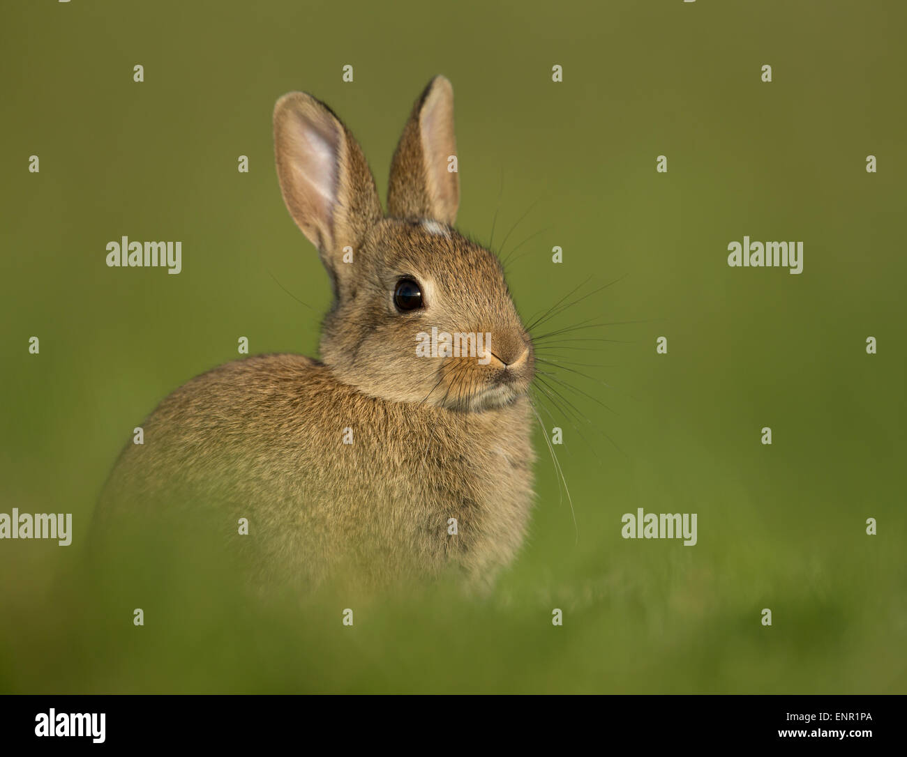 Europäischen Wildkaninchen auf der Wiese Stockfoto