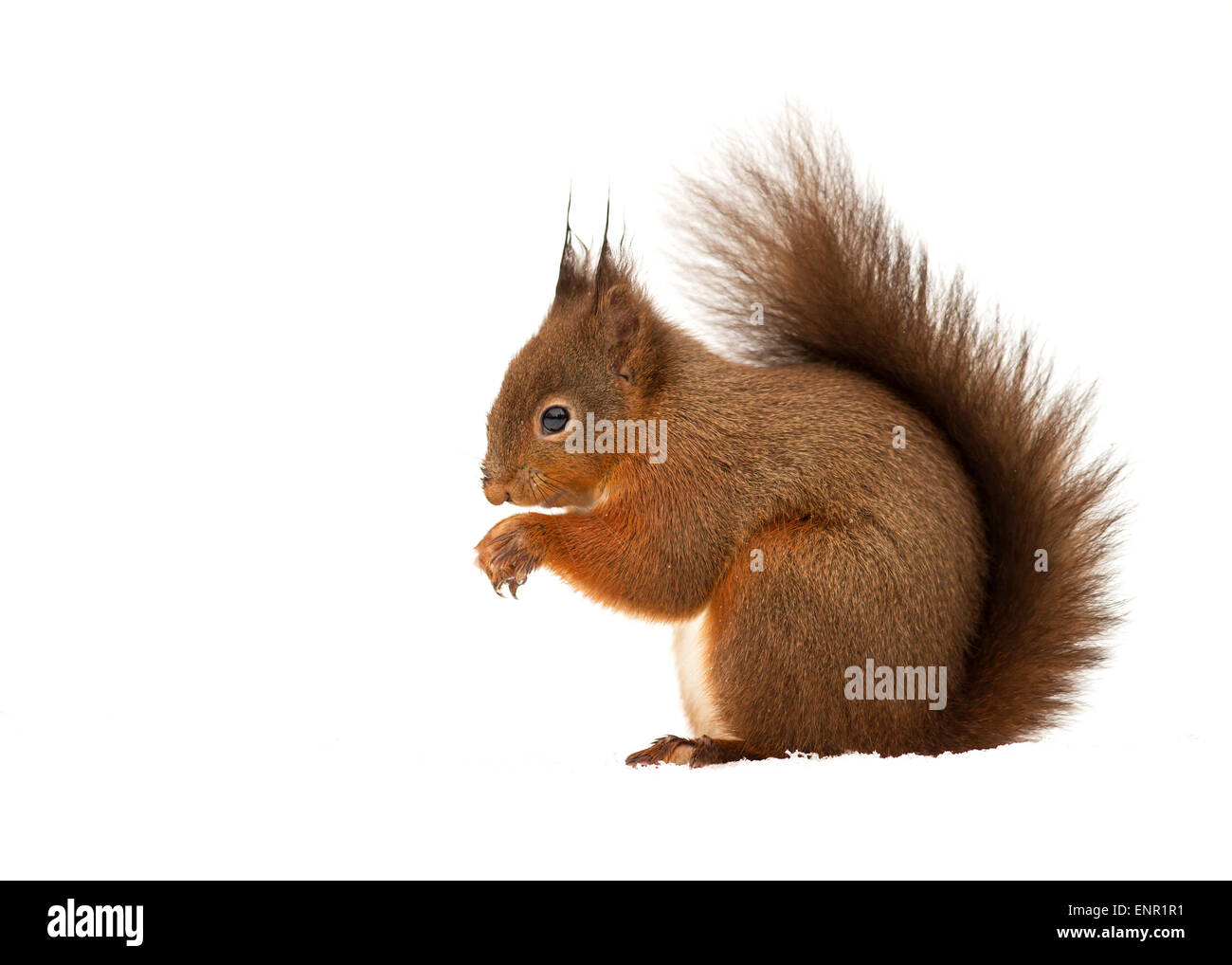 Eichhörnchen Sciurus Vulgaris im Schnee, Winter-UK Stockfoto