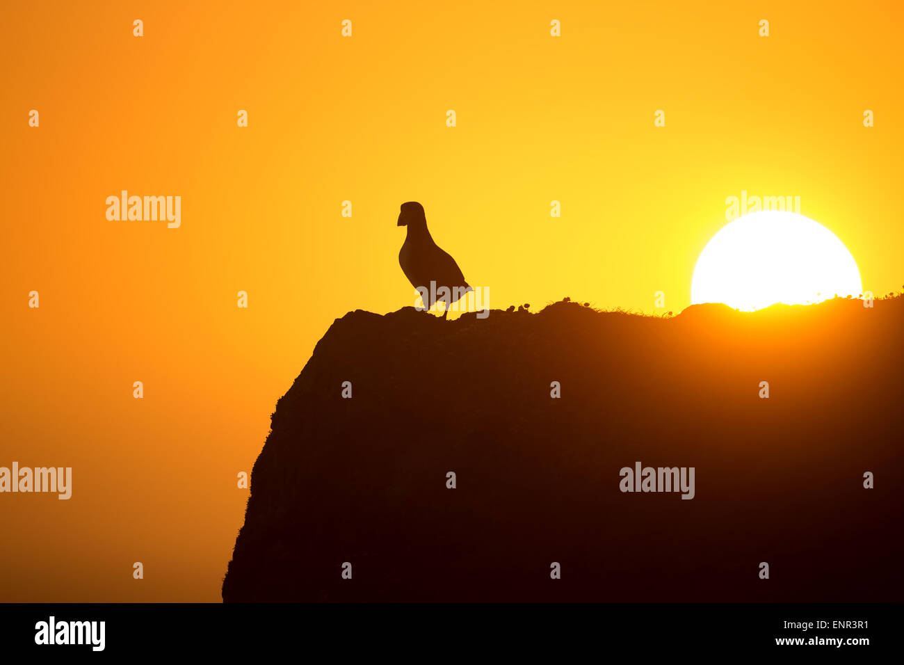 Silhouette einer Papageitaucher auf einer Klippe in Shetland-Inseln Stockfoto