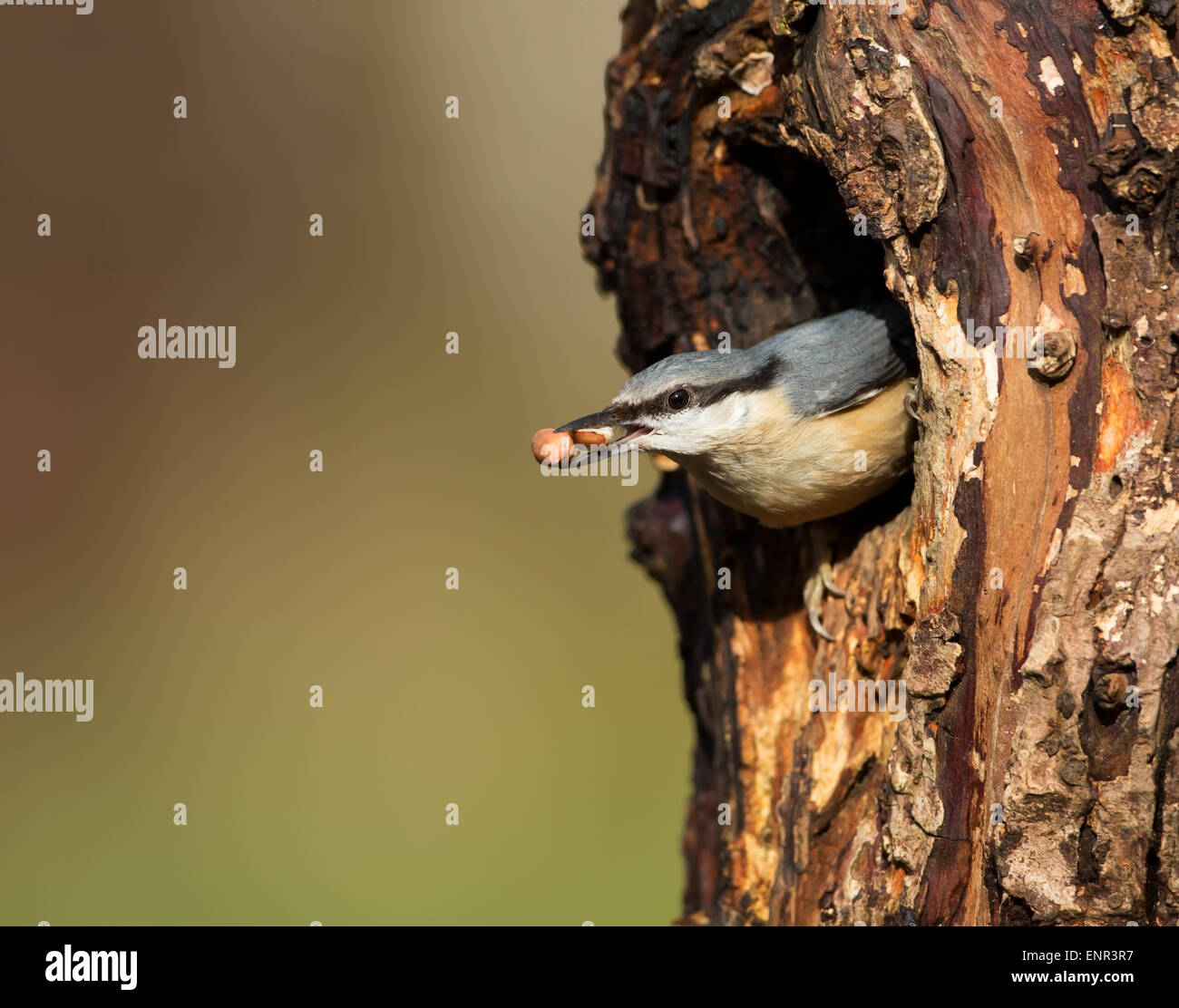 Eurasische Kleiber in eine Baumhöhle Stamm Frühling in Schottland Stockfoto