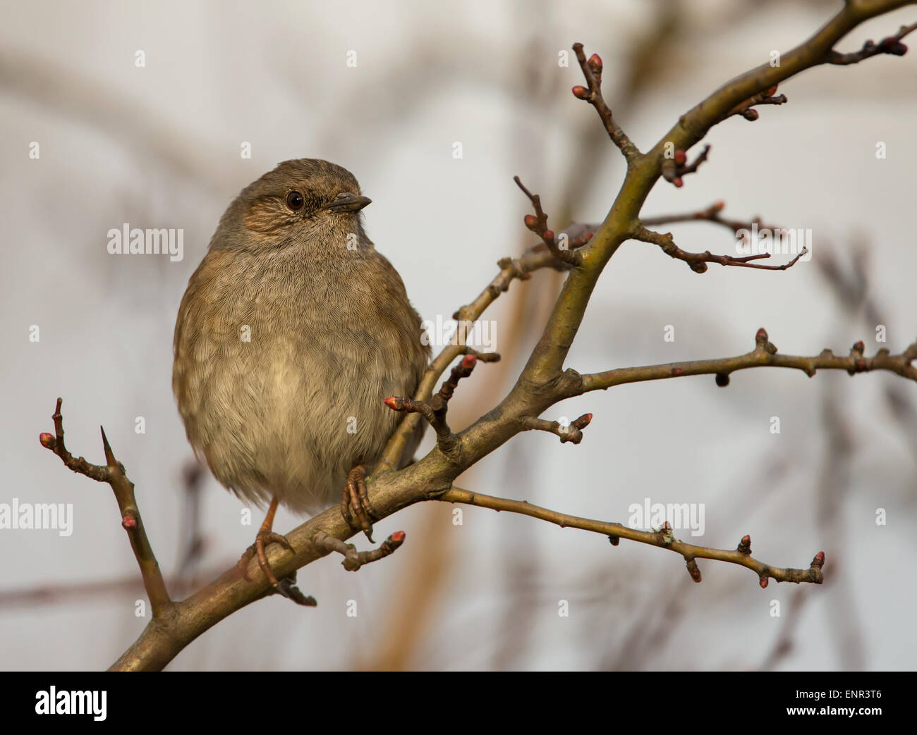 Heckenbraunelle (Prunella Modularis) bekannt als Hedge beobachtet, Hedge Sparrow oder Hedge Warbler hocken in der Struktur, England Stockfoto