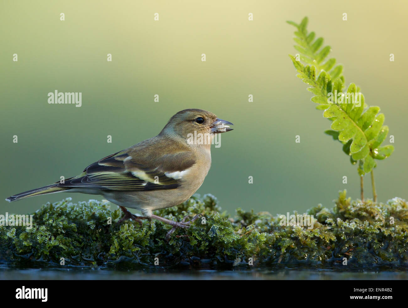 Weibliche gemeinsame Buchfinken (Fringilla Coelebs) an einem frostigen Morgen, UK Stockfoto