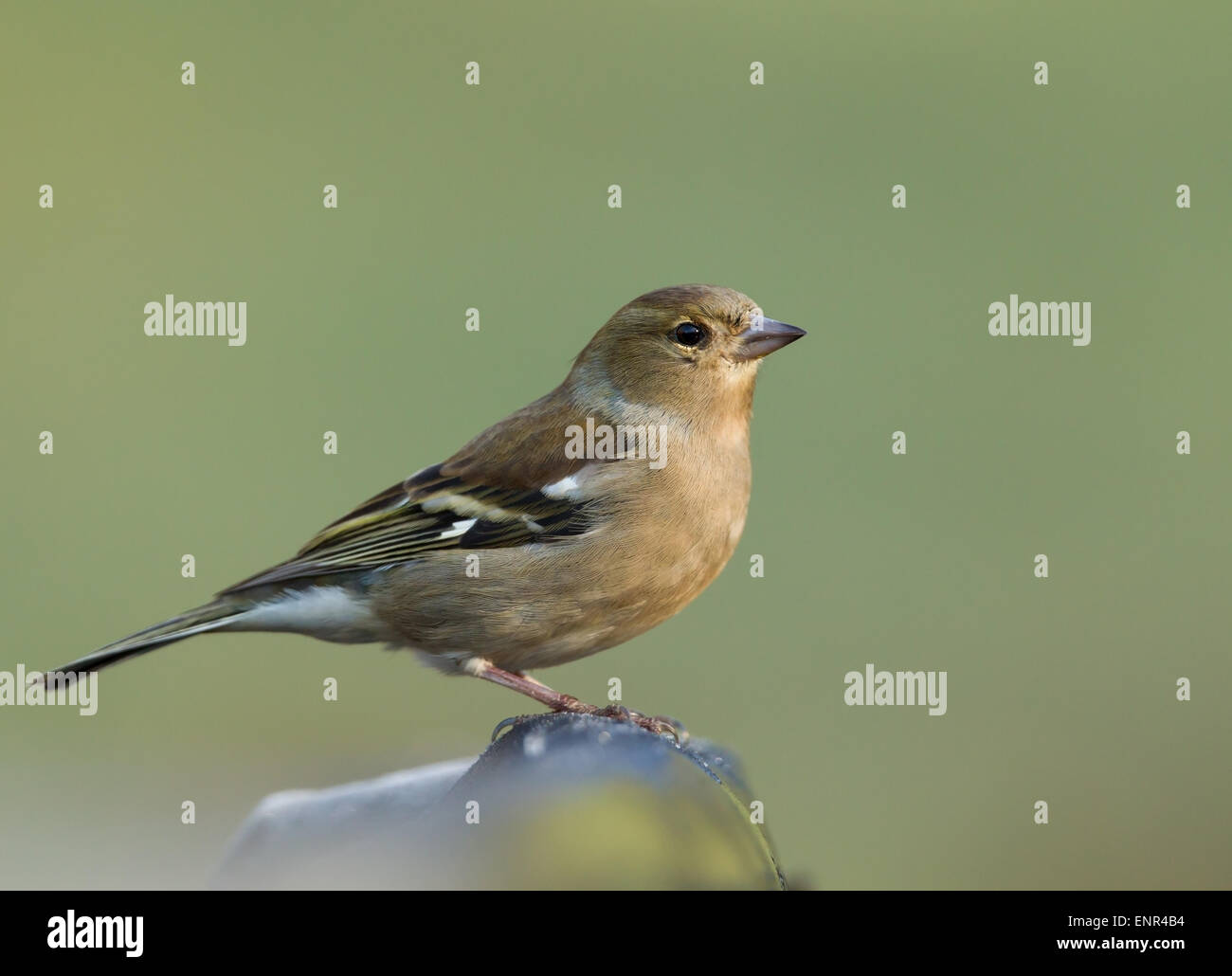 Weibliche gemeinsame Buchfinken (Fringilla Coelebs) auf einem Zaunpfahl, UK Stockfoto