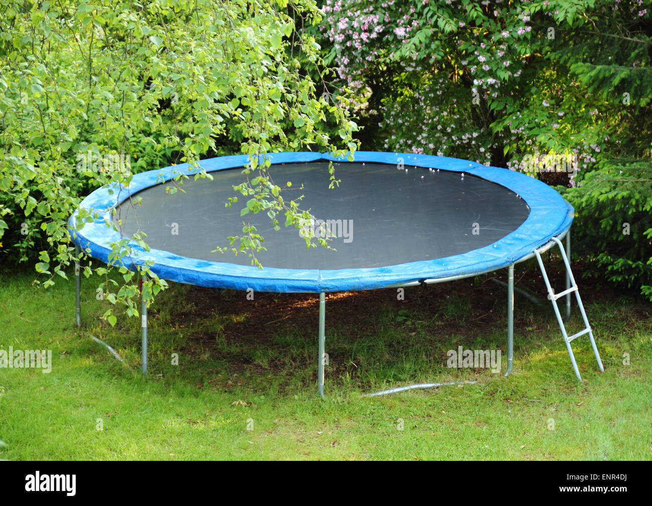 Blaues Trampolin auf dem Rasen im Garten Stockfoto