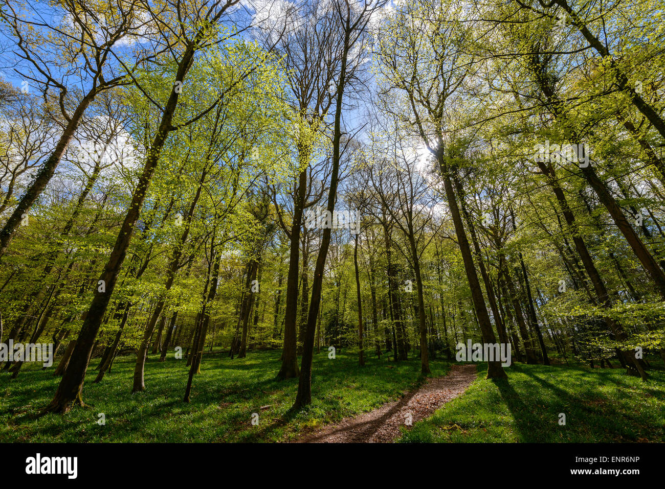 Forest of Dean im zeitigen Frühjahr mit neuen junge Laub, hellgrün und Weg durch Holz Gloucestershire England UK Stockfoto