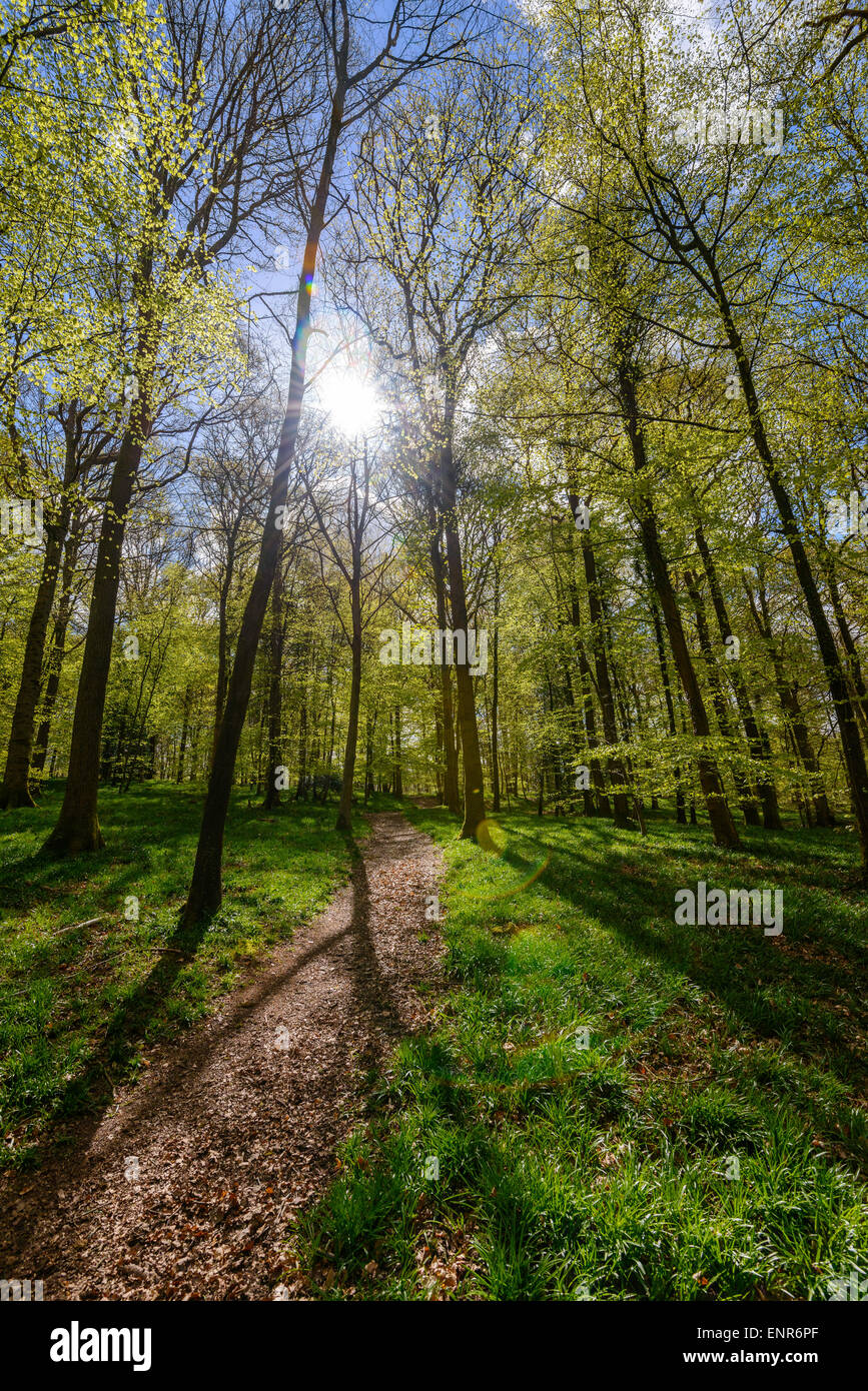 Forest of Dean im zeitigen Frühjahr mit neuen junge Laub, hellgrün und Weg durch Holz Gloucestershire England UK Stockfoto