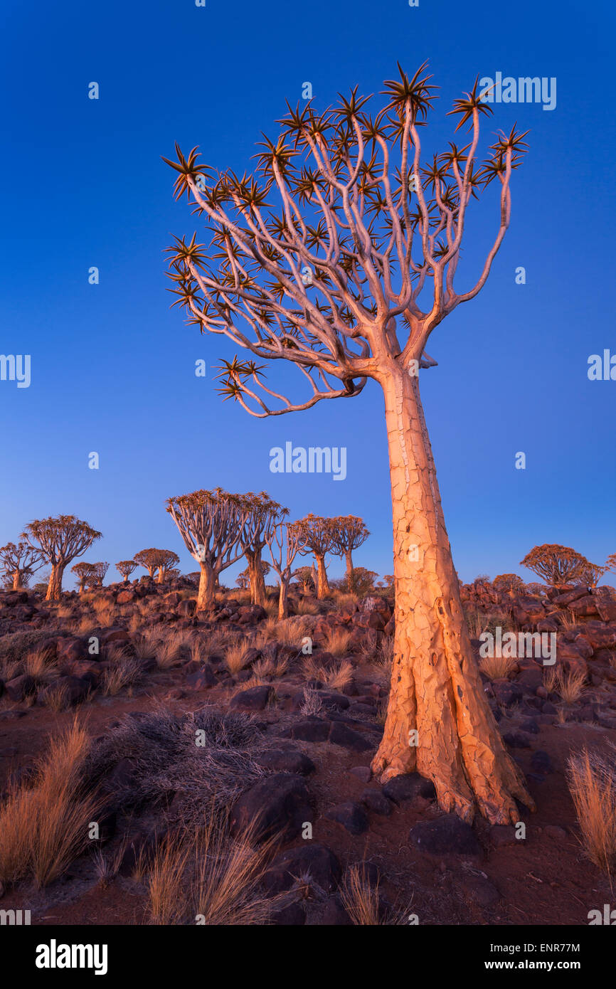 Ein Köcherbaum in der Abenddämmerung, Keetmanshoop, Namibia. Stockfoto