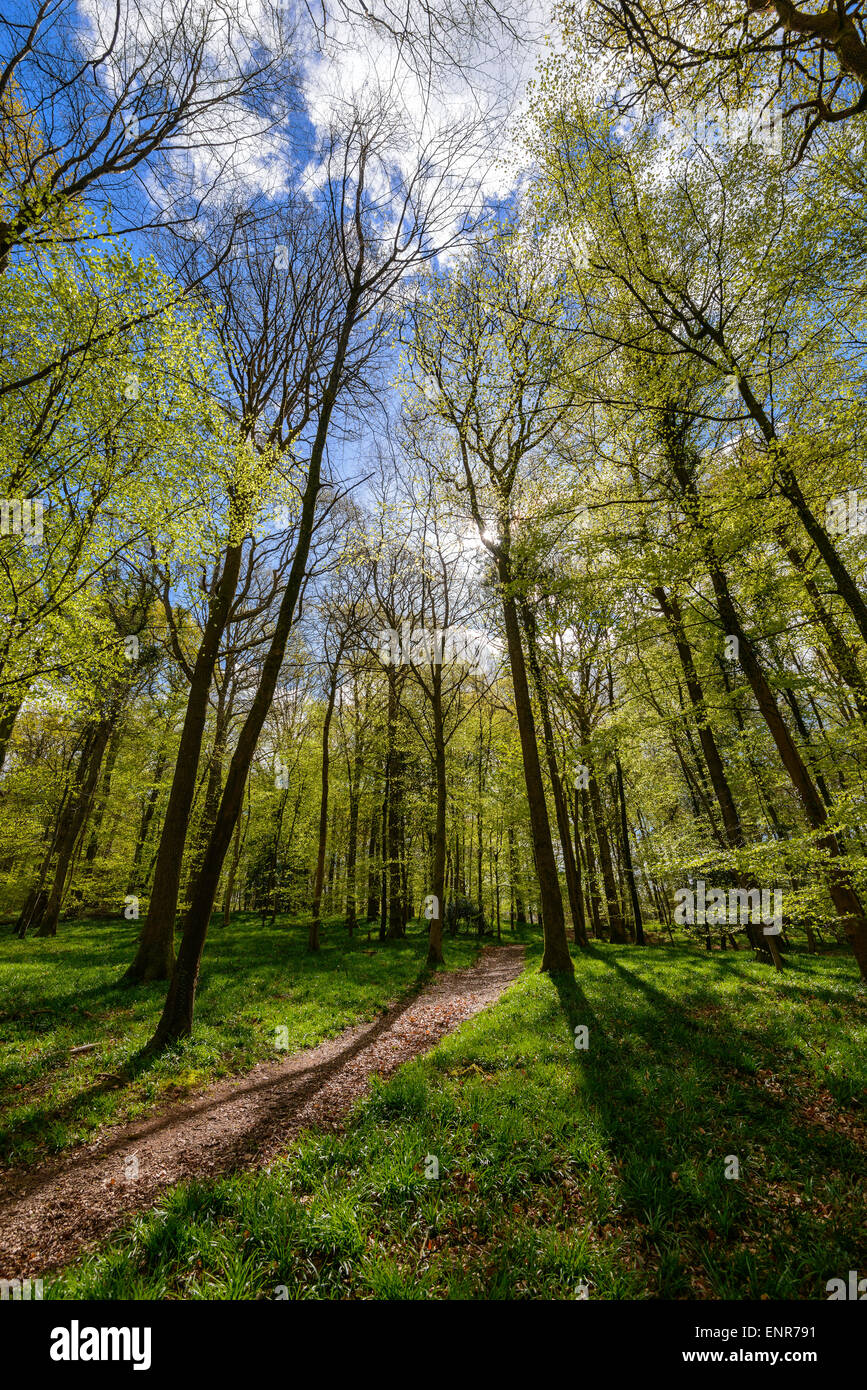 Forest of Dean im zeitigen Frühjahr mit neuen junge Laub, hellgrün und Weg durch Holz Gloucestershire England UK Stockfoto