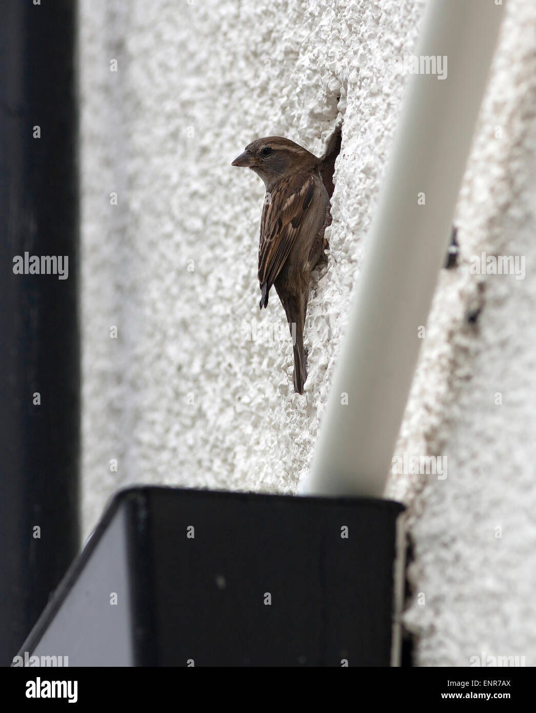 Der Haussperling ist ein Vogel der Spatz Familie Passeridae, Passer Domesticus, von ihrem Nest in ein Loch in einer Hauswand gesehen. Stockfoto