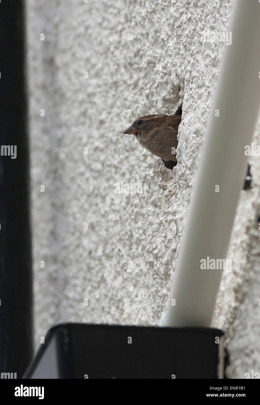 Der Haussperling ist ein Vogel der Spatz Familie Passeridae, Passer Domesticus, verlassen ihr Nest in ein Loch in einer Hauswand zu sehen Stockfoto