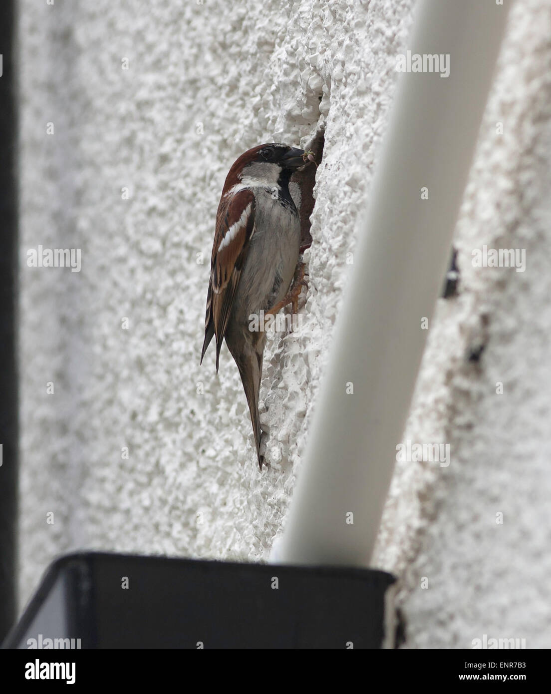 Der Haussperling ist ein Vogel der Spatz Familie Passeridae, Passer Domesticus, von seinem Nest in ein Loch in einer Hauswand gesehen. Stockfoto