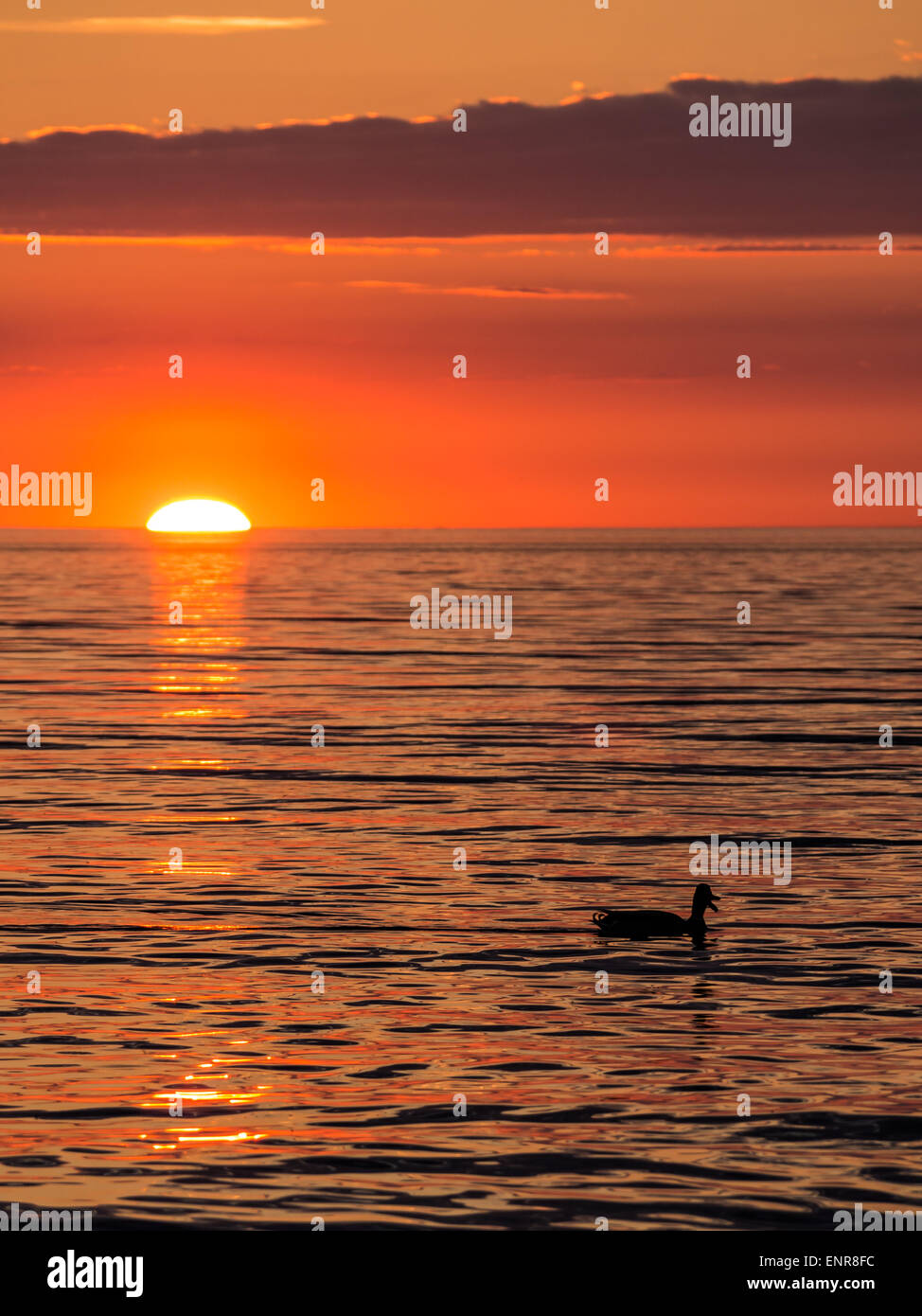 Ente und den Sonnenuntergang am Ufer der Ostsee Stockfoto