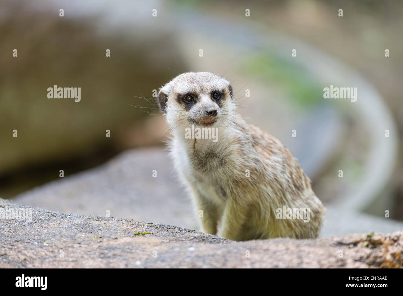 Eine kleine süß und neugierig schauenden Erdmännchen. Stockfoto