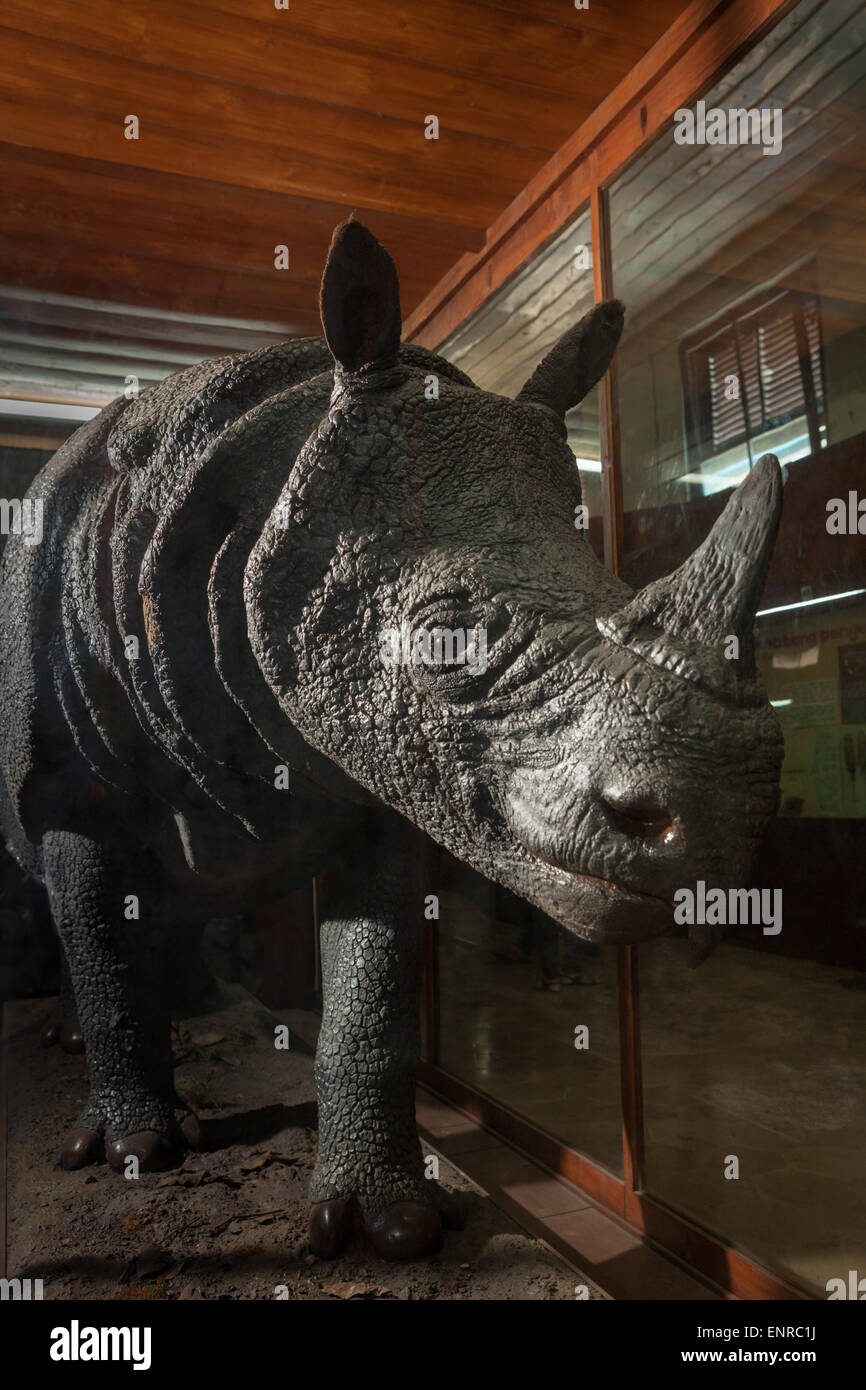 Javan Rhinoceros (Rhinoceros sondaicus) Ausstellung in Lebensgröße im Zoology Museum in Bogor, West Java, Indonesien. Stockfoto