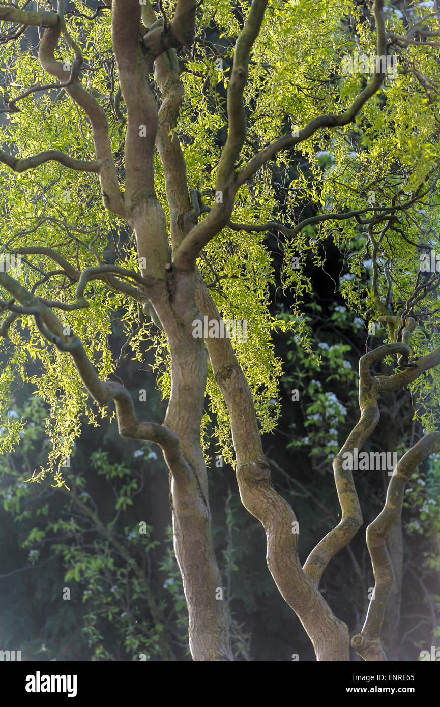 Salix Babylonica Pekinensis Tortuosa. Stockfoto