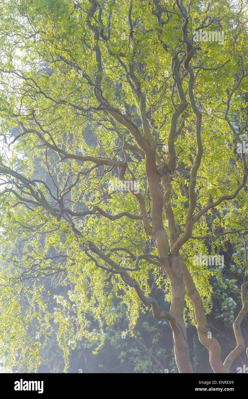 Salix Babylonica Pekinensis Tortuosa. Stockfoto