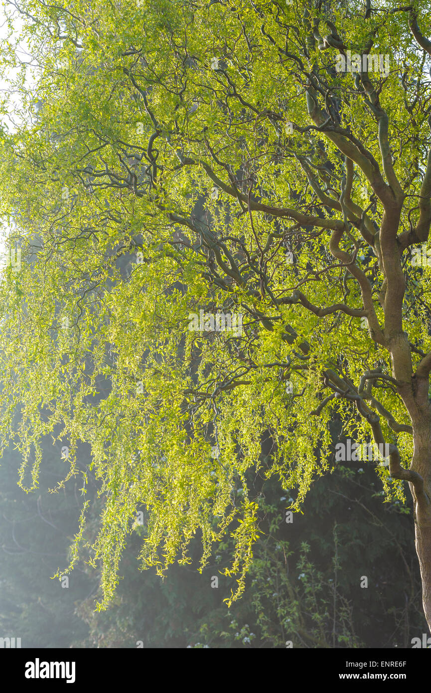 Salix Babylonica Pekinensis Tortuosa. Stockfoto