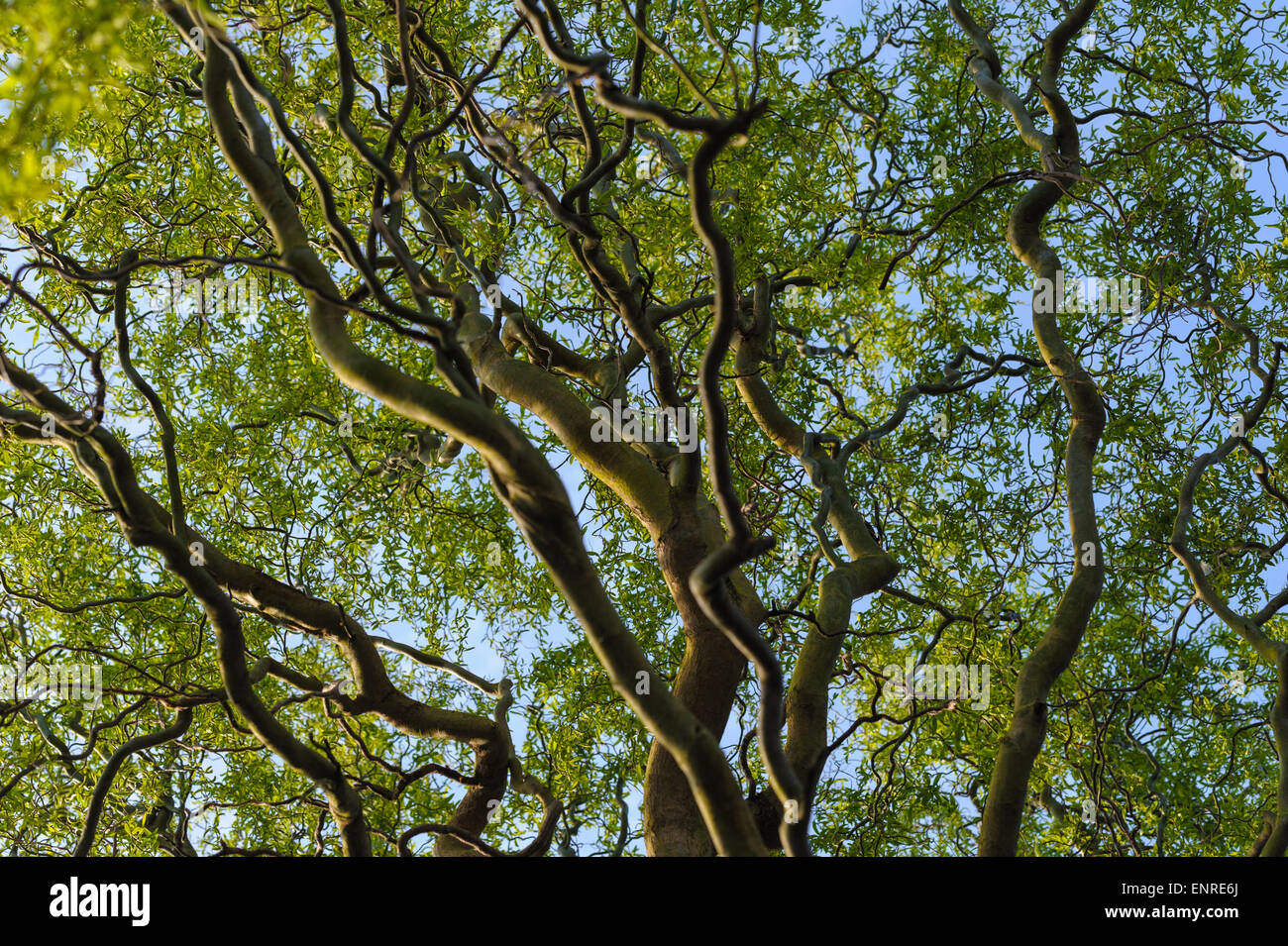Salix Babylonica Pekinensis Tortuosa. Stockfoto